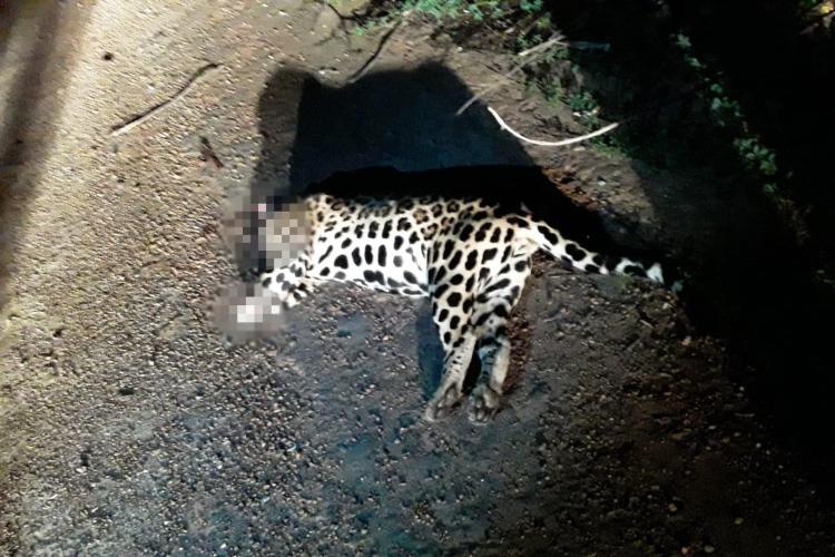 CRUEL: Onça-pintada é encontrada sem cabeça e patas em rodovia