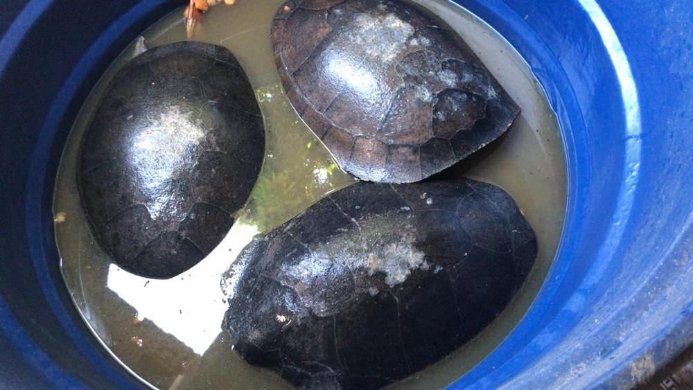 Tartarugas e jabutis são resgatados em boca de fumo de RO; um traficante é preso Tartarugas e jabutis são resgatados em boca de fumo de RO; um traficante é preso
