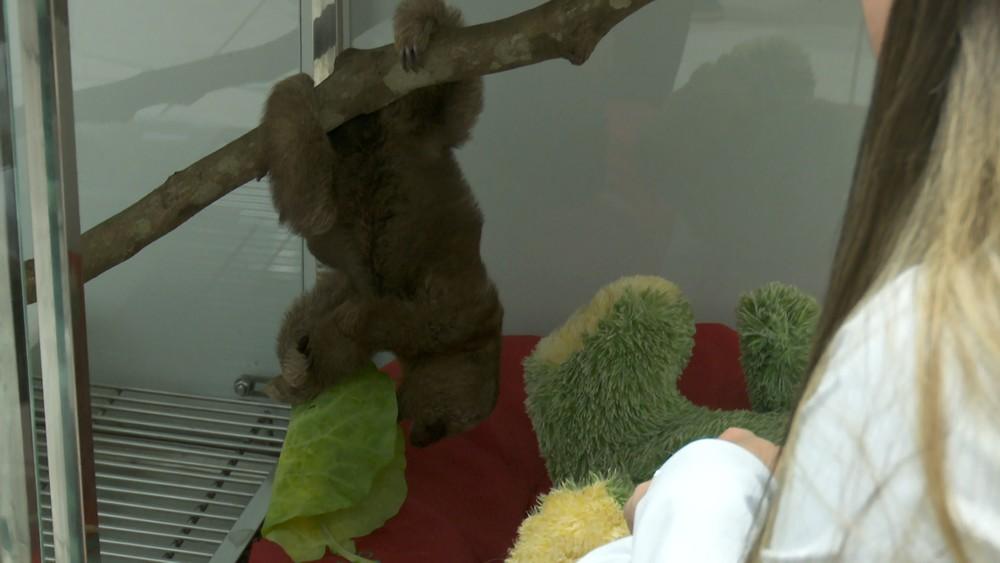 Filhote de preguiça ‘chora’ após perder a mãe e recebe tratamento para voltar à vida silvestre em RO