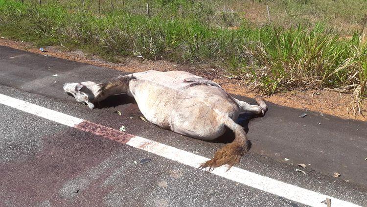 CAVALOS: Graves acidentes são registrados com atropelamentos de animais na BR-319 CAVALOS: Graves acidentes são registrados com atropelamentos de animais na BR-319