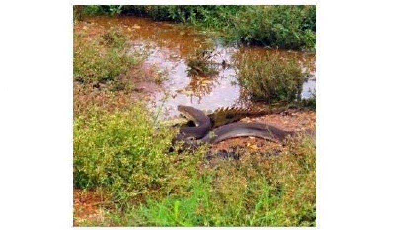 Cobra engole crocodilo inteiro – veja fotos
