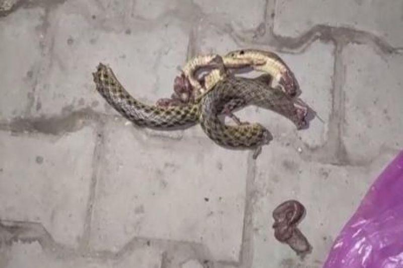 Imagem Forte! Homem destrói cobra com os dentes para se vingar picada Imagem Forte! Homem destrói cobra com os dentes para se vingar picada
