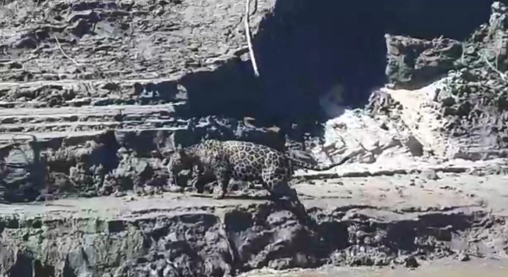 Vídeo: Onça-pintada enfrenta correnteza de rio para cruzar fronteira entre Brasil e Bolívia Vídeo: Onça-pintada enfrenta correnteza de rio para cruzar fronteira entre Brasil e Bolívia