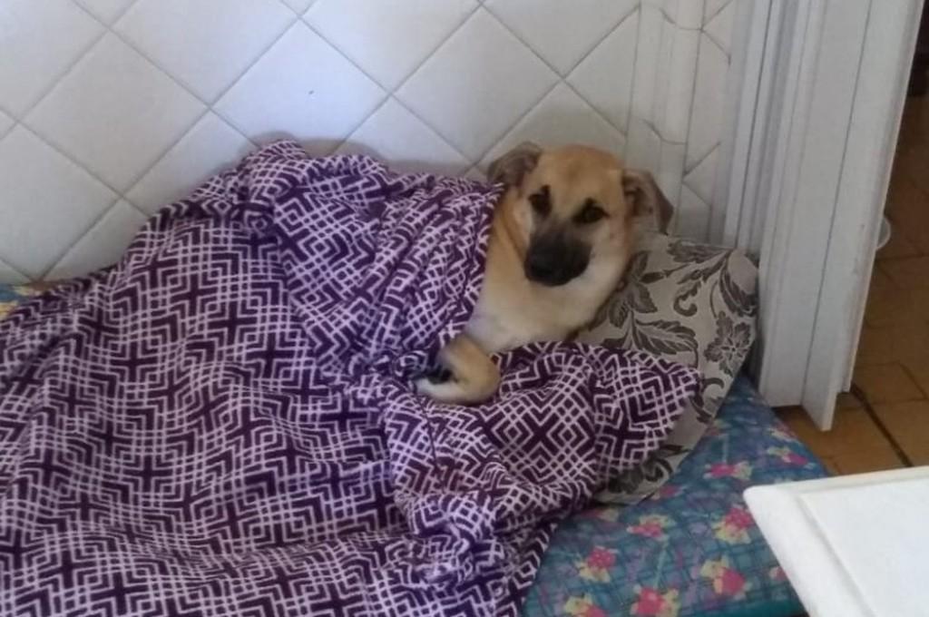 CÃO OU FURACÃO: Vira-lata ganha a web em vídeo de destruição do quarto da dona. VÍDEO CÃO OU FURACÃO: Vira-lata ganha a web em vídeo de destruição do quarto da dona. VÍDEO