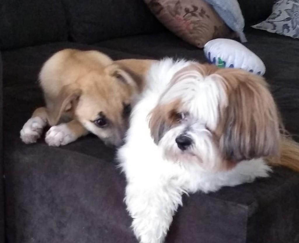 CÃO OU FURACÃO: Vira-lata ganha a web em vídeo de destruição do quarto da dona. VÍDEO CÃO OU FURACÃO: Vira-lata ganha a web em vídeo de destruição do quarto da dona. VÍDEO