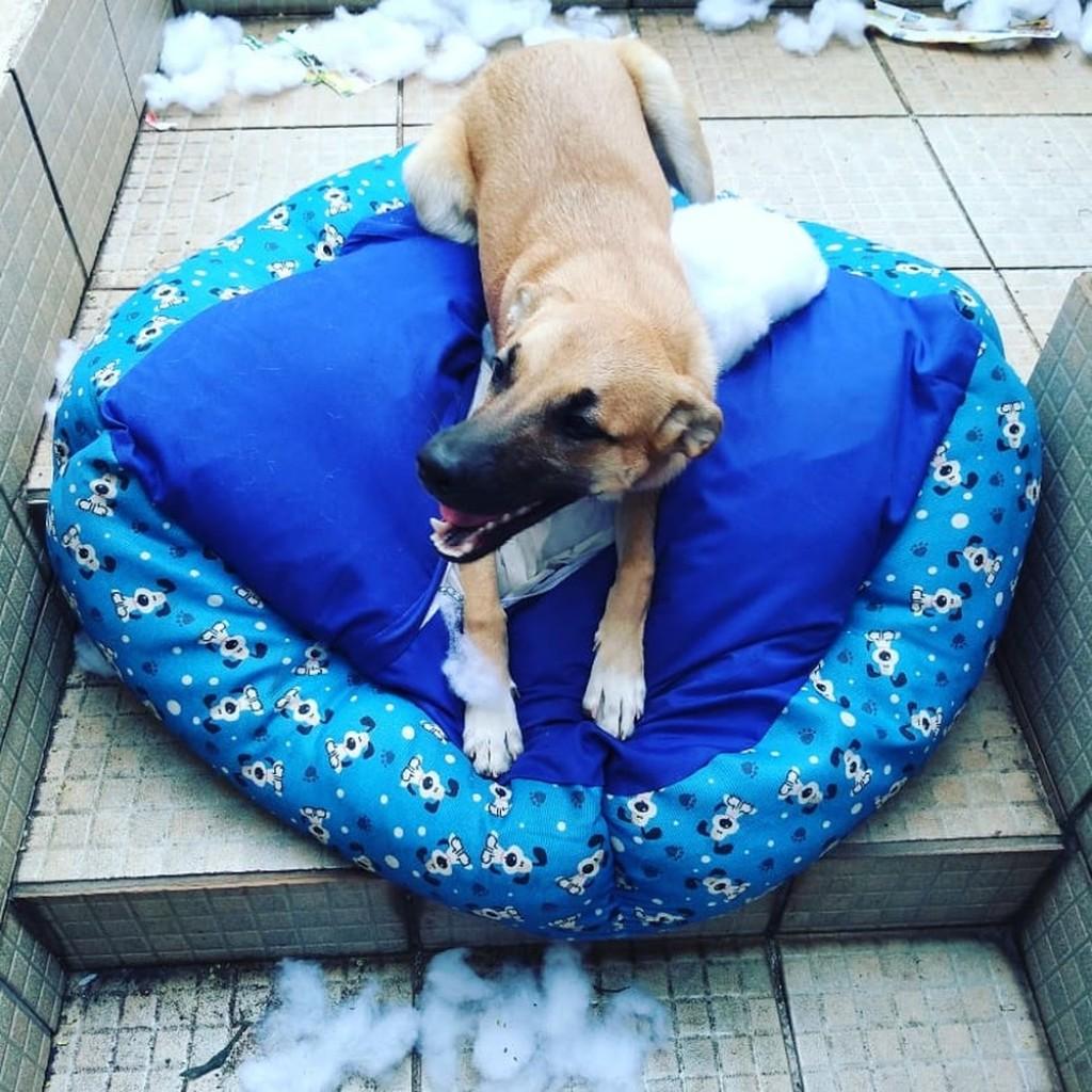 CÃO OU FURACÃO: Vira-lata ganha a web em vídeo de destruição do quarto da dona. VÍDEO CÃO OU FURACÃO: Vira-lata ganha a web em vídeo de destruição do quarto da dona. VÍDEO