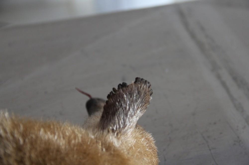 Morre tamanduá-mirim resgatado de queimada em Vilhena, RO