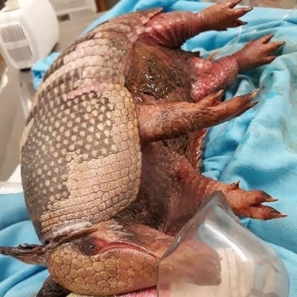 Queimadas em Rondônia colocam em risco animais e motoristas nas rodovias