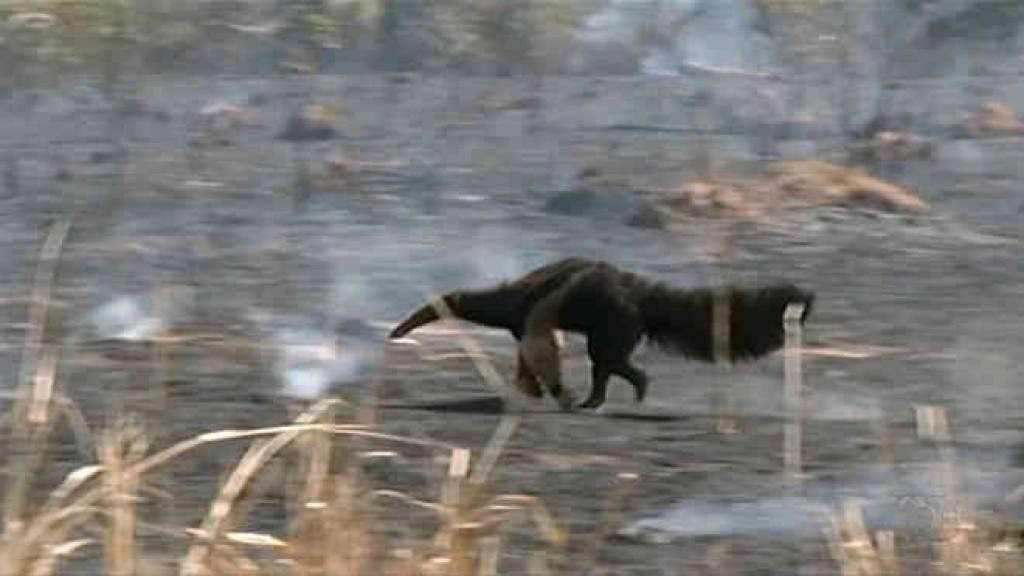 Queimadas em Rondônia colocam em risco animais e motoristas nas rodovias
