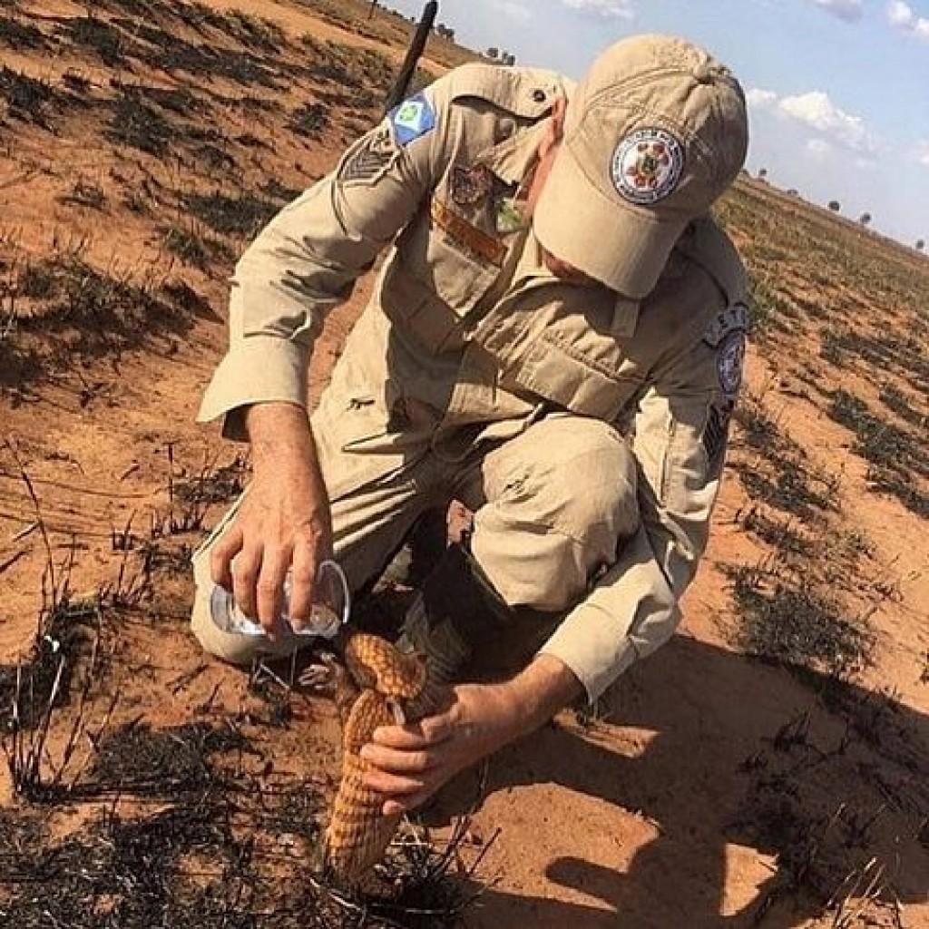 Queimadas em Rondônia colocam em risco animais e motoristas nas rodovias