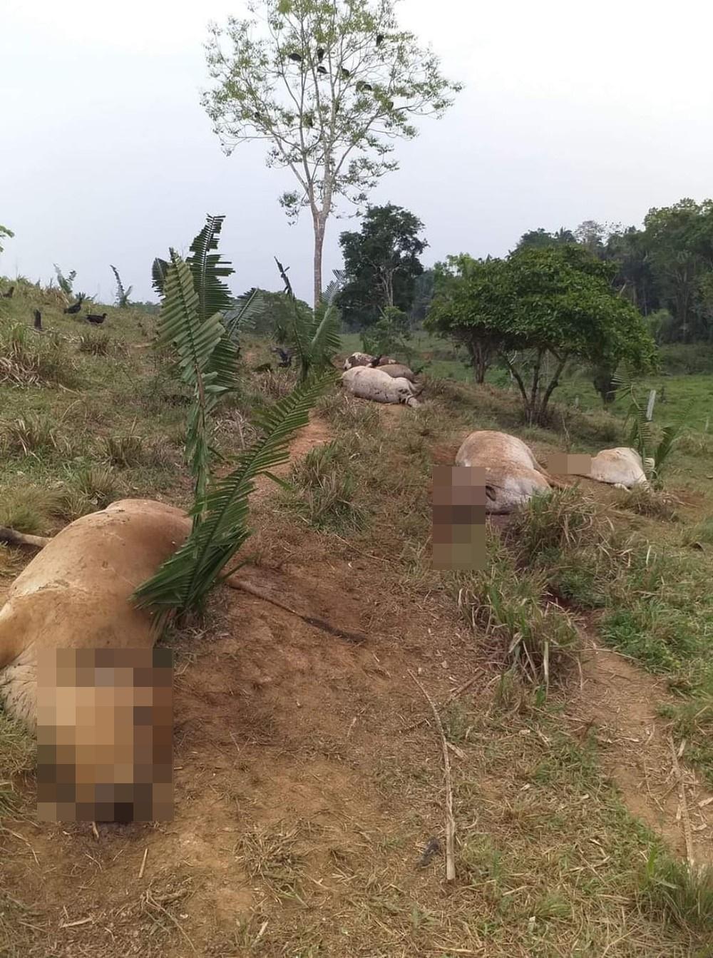 Tempestade de raios mata 10 vacas em sítio de Jaru, RO Tempestade de raios mata 10 vacas em sítio de Jaru, RO