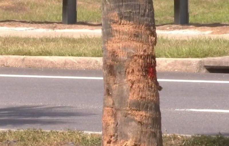 Mãe manda filhos tirarem cinto de segurança e joga carro em árvore Mãe manda filhos tirarem cinto de segurança e joga carro em árvore