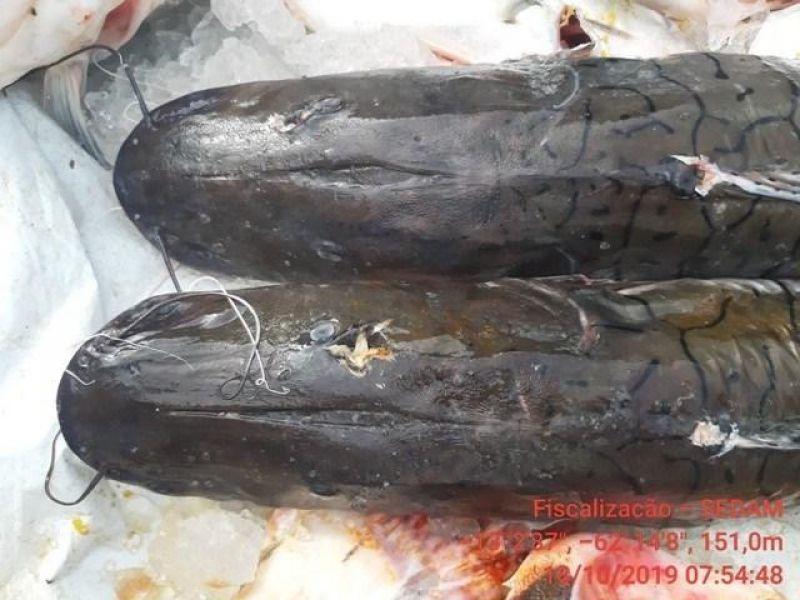 Alta Floresta- Barco, motor, material de pesca e cerca de 681 kg de peixes foram apreendidos pela Polícia Militar Ambiental e SEDAM em pesca ilegal