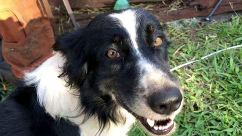 THOR: Cão que atuou na ajuda em Brumadinho e Mariana morre por problemas de saúde THOR: Cão que atuou na ajuda em Brumadinho e Mariana morre por problemas de saúde