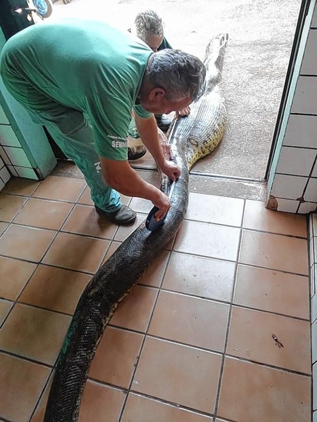 Sucuri de 4 metros morre após engolir onça-parda de 42 kg Sucuri de 4 metros morre após engolir onça-parda de 42 kg