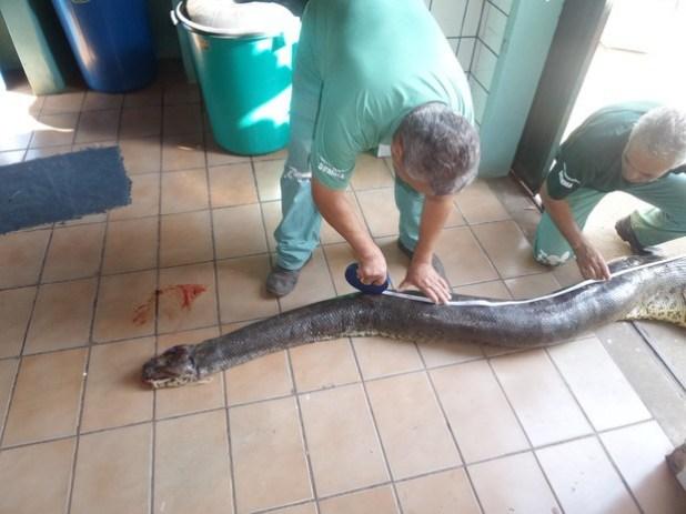 Sucuri de 4 metros morre após engolir onça-parda de 42 kg Sucuri de 4 metros morre após engolir onça-parda de 42 kg