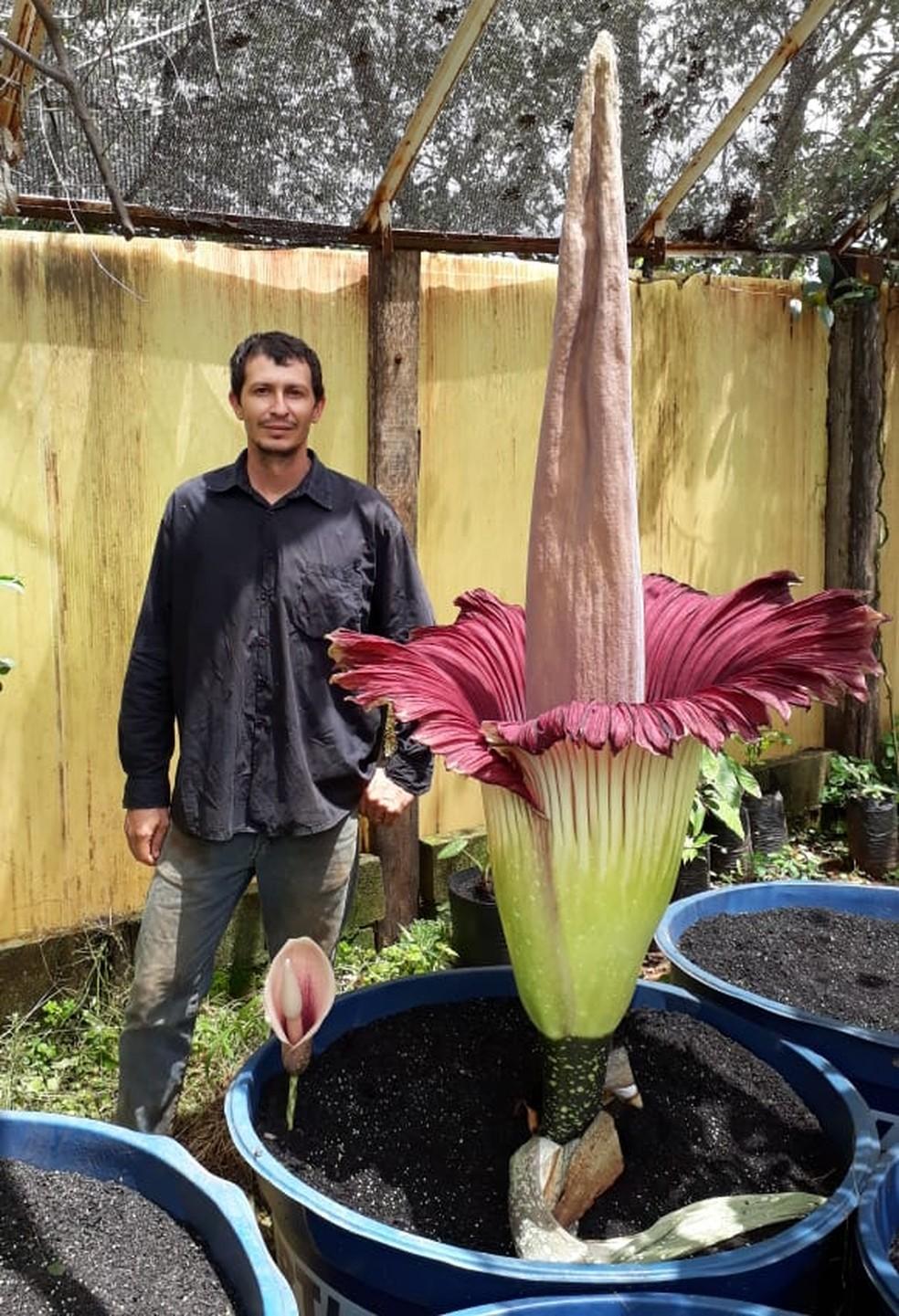 Após 10 anos de espera, flor gigante finalmente flore no interior de SP