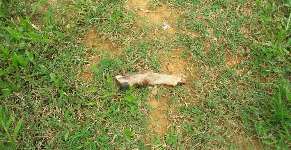 Fazendeiro tem animais furtados e casa vandalizada na área rural de Machadinho Fazendeiro tem animais furtados e casa vandalizada na área rural de Machadinho