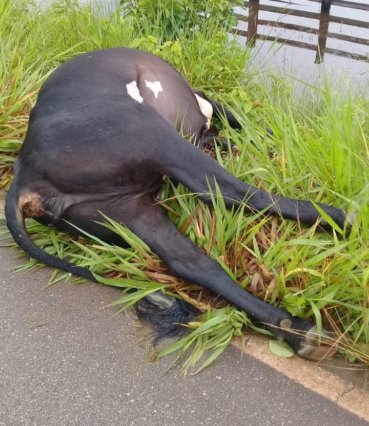 Carro fica destruído após chocar-se com vaca no Km 12 na RO-479 Carro fica destruído após chocar-se com vaca no Km 12 na RO-479