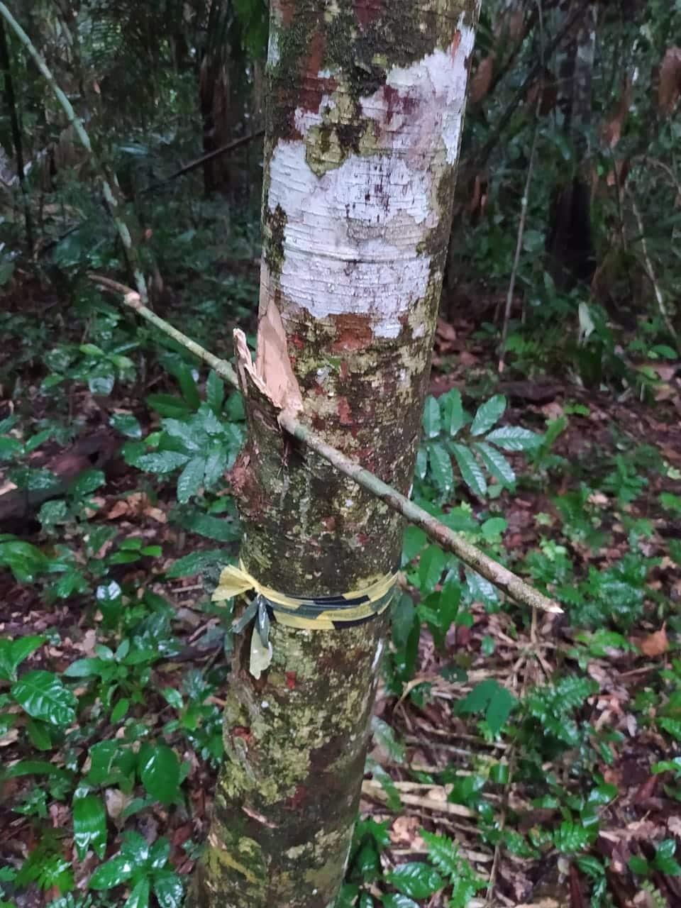Bombeiros finalizam buscas por suposta aeronave que teria caído no interior do Acre