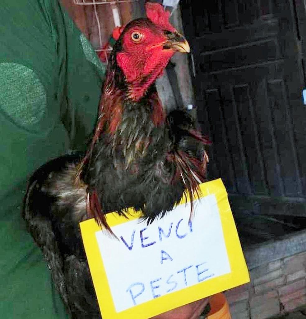Galinhas recebem plaquinhas de vitória após 15 