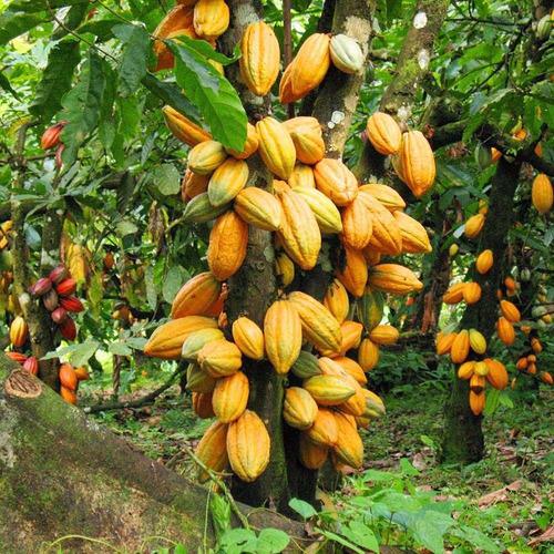 EMATER disponibiliza mudas de café e cacau para produtor rural da agricultura familiar EMATER disponibiliza mudas de café e cacau para produtor rural da agricultura familiar