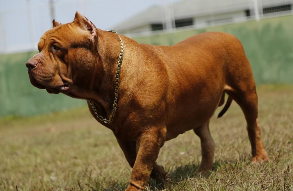 Pitbull de Rondônia quebra recorde mundial e tenta entrar no Guinness como maior do mundo Pitbull de Rondônia quebra recorde mundial e tenta entrar no Guinness como maior do mundo