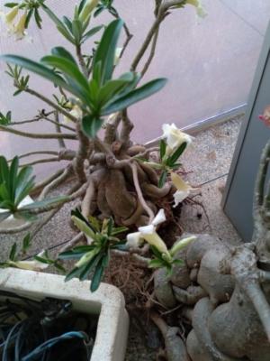 Casal é preso em flagrante furtando Rosas do Deserto 