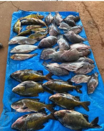 Grupo é preso por pescar em alagado de usina hidrelétrica e posse de malhadeiras, em Alta Floresta do Oeste Grupo é preso por pescar em alagado de usina hidrelétrica e posse de malhadeiras, em Alta Floresta do Oeste
