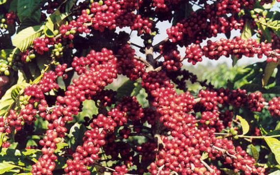 Rondônia trabalha para novo recorde de produção de café em 2024