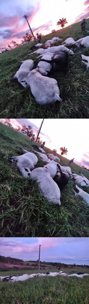 PREJUÍZO: Na região de Alta Floresta pecuarista perde 27 garrotes por choque elétrico PREJUÍZO: Na região de Alta Floresta pecuarista perde 27 garrotes por choque elétrico