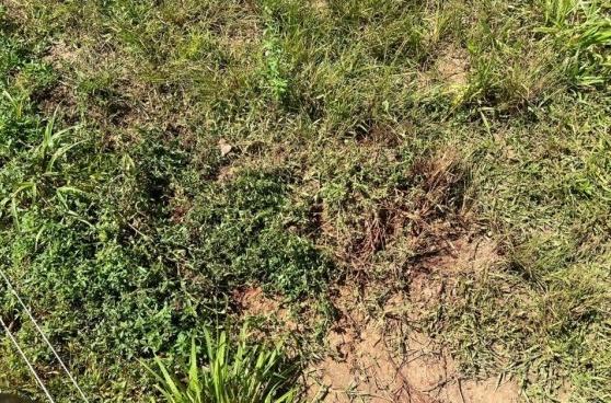 Trabalhador morre após ser atacado por onça-pintada em fazenda