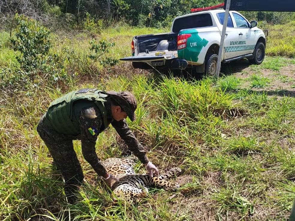 Onça-pintada é encontrada morta atropelada na BR-435, entre Vilhena e Colorado do Oeste Onça-pintada é encontrada morta atropelada na BR-435, entre Vilhena e Colorado do Oeste