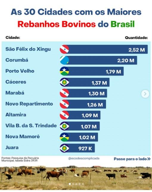 AGROPECUÁRIA: Rondônia se destaca entre os maiores produtores de gado no país 