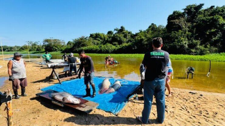 Governo de RO fortalece ações de manejo do pirarucu e garante renda para comunidades tradicionais na Resex Rio Cautário Governo de RO fortalece ações de manejo do pirarucu e garante renda para comunidades tradicionais na Resex Rio Cautário