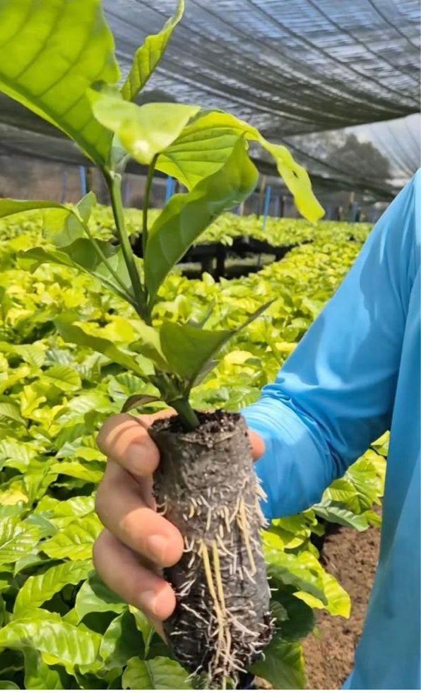 Agricultores de Alto Alegre dos Parecis ganham mudas para fortalecer a Agricultura Familiar