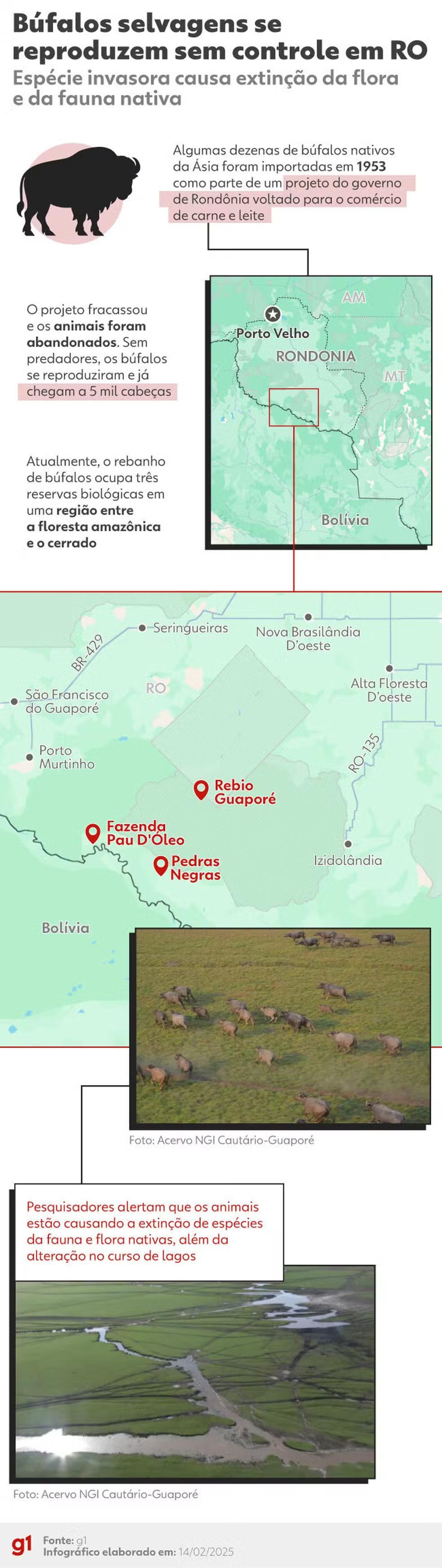 Justiça Federal autoriza retomada do abate experimental de búfalos invasores na Amazônia