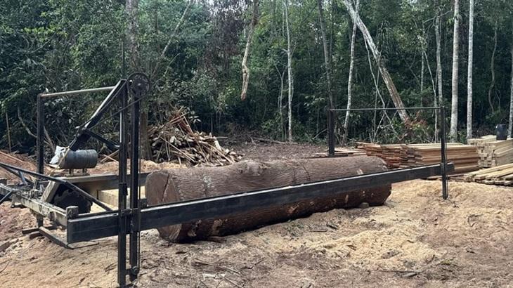 Extração ilegal de madeira em terra indígena é alvo de ação federal Extração ilegal de madeira em terra indígena é alvo de ação federal