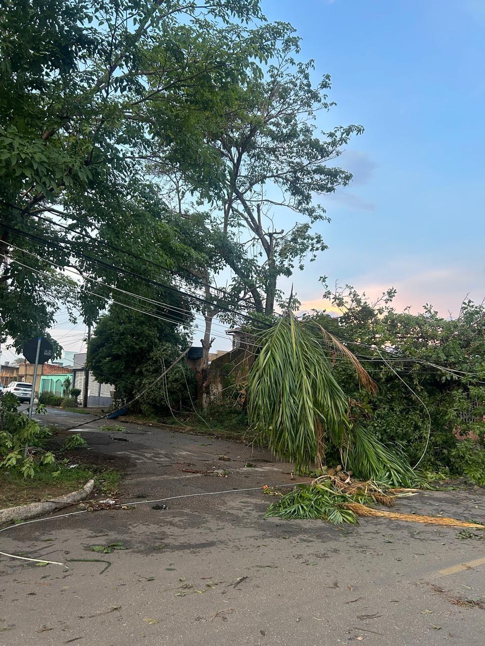 Período chuvoso aumenta alerta para risco de queda de árvores na capital Período chuvoso aumenta alerta para risco de queda de árvores na capital
